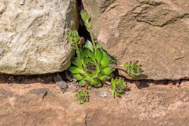 houseleek plants grows in a crevice between sandstones clipart