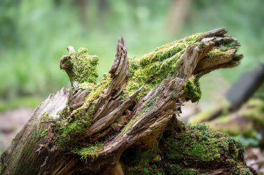 Old tree stump covered with moss in the forest. Selective focus. clipart