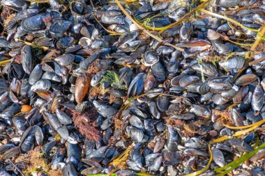 Sahilde bir grup açık midye, midyelere yakın çekim.