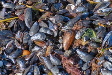 Sahilde bir grup açık midye, midyelere yakın çekim.