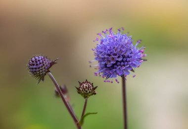 Close up of blue scabiosa flower on blurred background. clipart