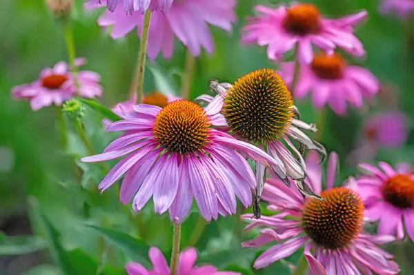Echinacea purpurea mor koni çiçeği yaz aylarında. Pembe ekinezya çiçekleri güneşli bir günde bahçede açar..