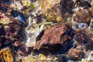 Arka plan olarak deniz suyundaki çakıl taşlarını ve kabukları kapatın.