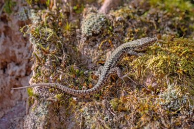 Lizard Podarcis muralis on a mossy rock in the forest, close-up clipart