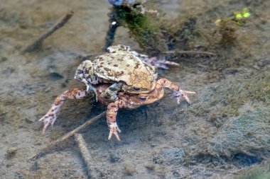 Suda iki kurbağa Bufo bufo, erkek ve dişi.