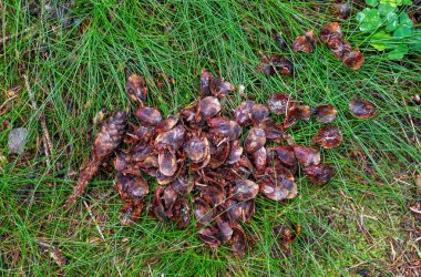 Bir sincabın beslenme yeri ve çimenlerde kemirilmiş ladin kozalakları.