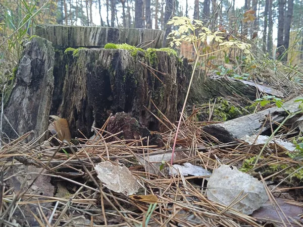 Kępki Suche Igły Sosnowe Lesie — Zdjęcie stockowe