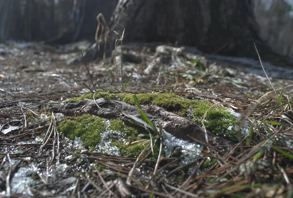 森林里的苔藓和草 — 图库照片