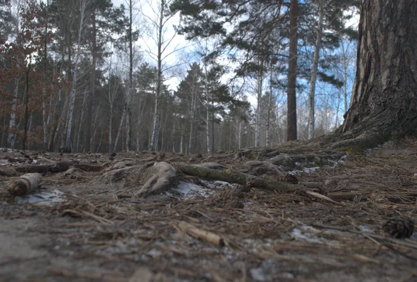 冬の森木枝根 — ストック写真