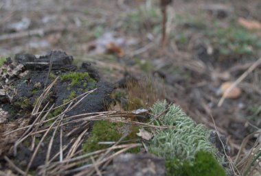 Ormanda yeşil bir yosun.