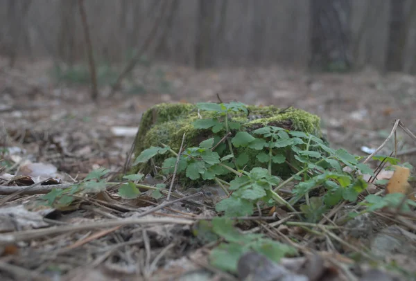 森林里有苔藓的树桩 — 图库照片