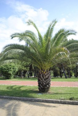 Parktaki palmiye ağacı