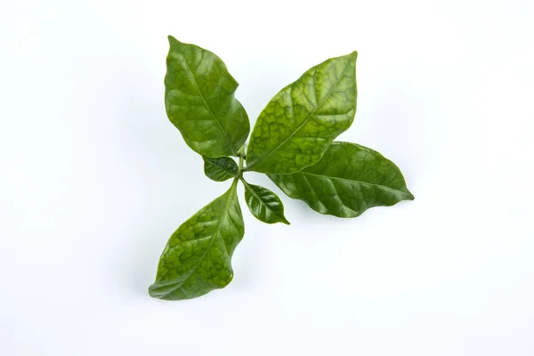 Arabica coffee leaf on a white background