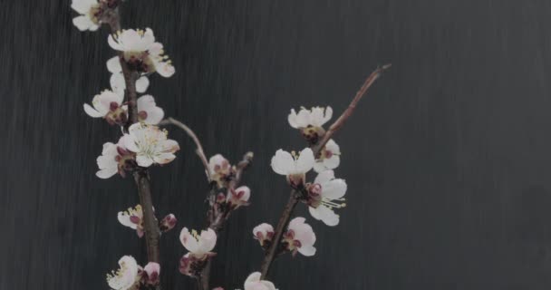 Ramas Flores Cerezo Bajo Lluvia Sobre Fondo Negro — Vídeos de Stock