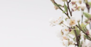 Beyaz arka planda çiçek açan sakura dalları