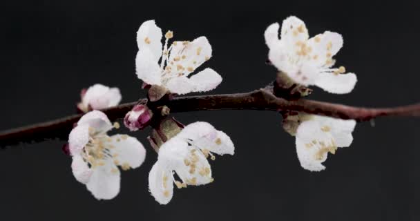 Άνθη Sakura Κάτω Από Νερό Που Πιτσιλάει — Αρχείο Βίντεο