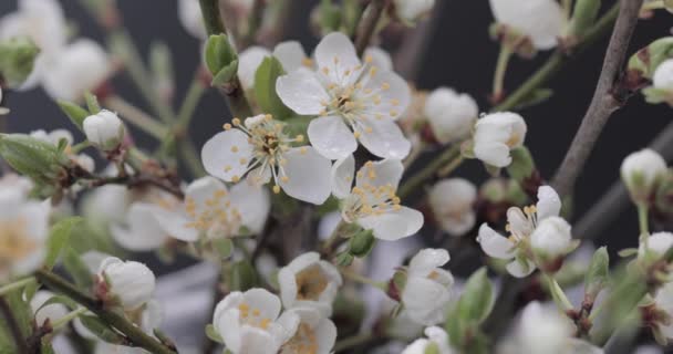 Ramas Sakura Floreciente Sobre Fondo Negro — Vídeo de stock