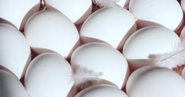 羽が回転する太陽の下で白い卵のクローズアップ — ストック動画