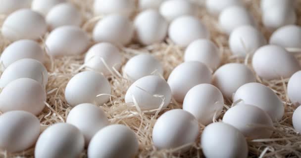 Many White Chicken Eggs Straw — Stock Video