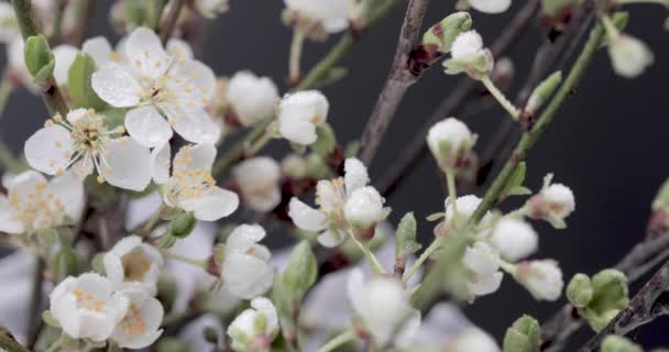 Branches Sakura Fleurs Sur Fond Noir — Video