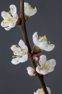 Gri arka planda çiçek açan sakura dalları