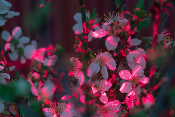 Ramas Sakura Floreciente Con Rayos Rojos Sobre Fondo Negro — Foto de Stock