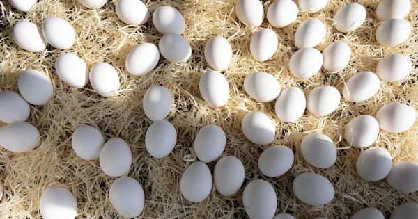 Πολλά Άσπρα Αυγά Κοτόπουλου Στο Άχυρο — Φωτογραφία Αρχείου