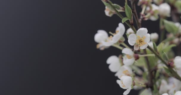 Virágzó Sakura Ágak Fekete Alapon — Stock videók