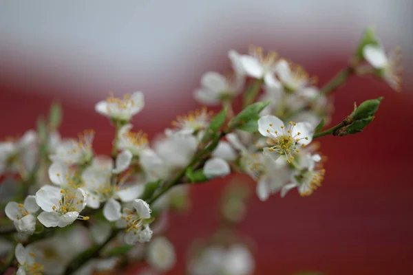 Branches Sakura Fleurs Sur Fond Rouge — Photo