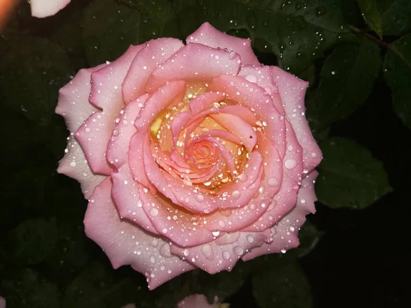 Schöne Rosa Rosen Garten Makro Rose Blume Mit Grünem Hintergrund — Stockfoto
