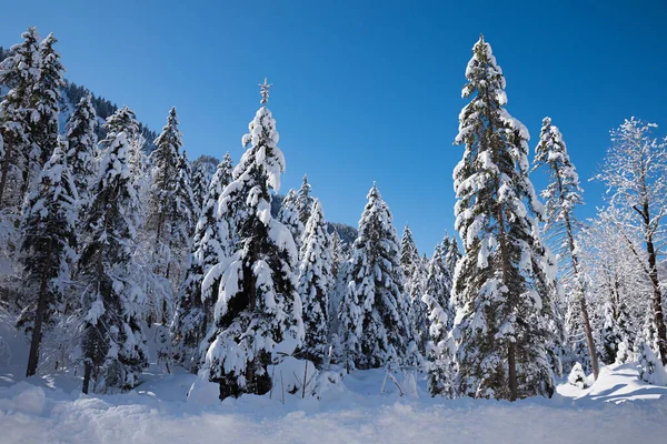 Las Alpejski Zimą Pokrytymi Śniegiem Jodłami Niebieskie Niebo Tło — Zdjęcie stockowe