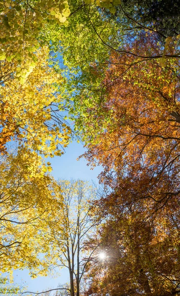 Vista Baixo Para Coroas Árvores Coloridas Faia Temporada Outono — Fotografia de Stock