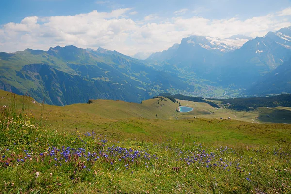 Schweizer Alpenlandschaft Bei Grindelwald Blumenwiese Mit Blauglocken Und Seeblick — Stockfoto