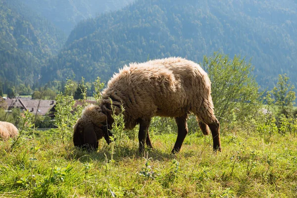 Owce Wypasane Brązową Głową Nogami Runa Brązowe Futro Krajobraz Alpejski — Zdjęcie stockowe