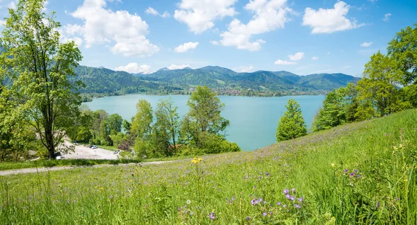 Idyllic Spring Landscape Cranesbill Flower Meadow View Lake Tegernsee Bavarian — Stock Photo, Image