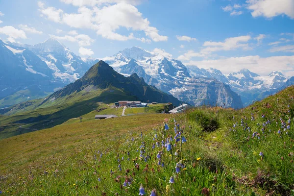 Deslumbrante Paisagem Alpina Suíça Prado Com Sinos Azuis Vista Para — Fotografia de Stock