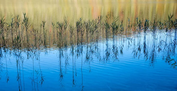 沼泽地湖中的芦苇草 在蓝色的水中反射出模糊的森林 秋天的风景 — 图库照片