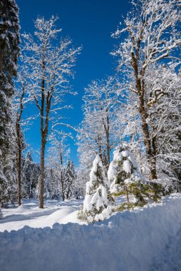 snow covered trees in the winter forest, upper bavaria