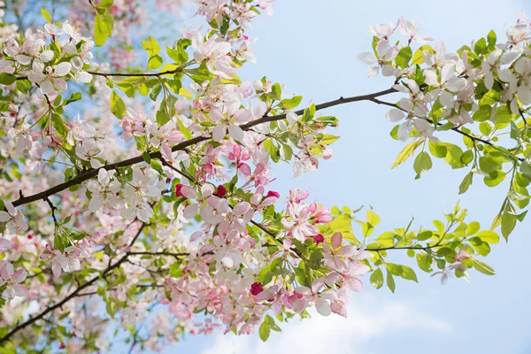 Scène Vernale Délicates Fleurs Pomme Sur Branche Gros Plan — Photo