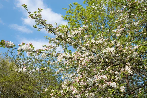 开花的树和开花结果的苹果枝 — 图库照片