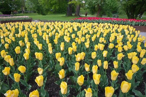黄色のチューリップ スパの庭で開花悪い春にアイビング — ストック写真