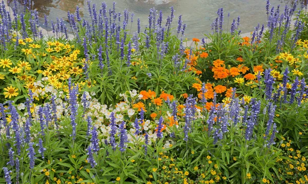 青いサルビア 白いベゴニア オレンジのタゲット 池の近くの黄色のジニアとカラフルな花壇 — ストック写真