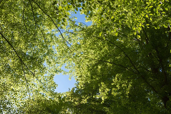 春の新緑のブナの木冠 — ストック写真