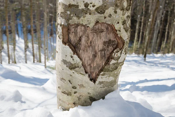 樹皮にハートマークをカットした冬の森の幹 — ストック写真