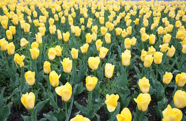 Květinový Záhon Žlutými Tulipány Přírodní Pozadí — Stock fotografie