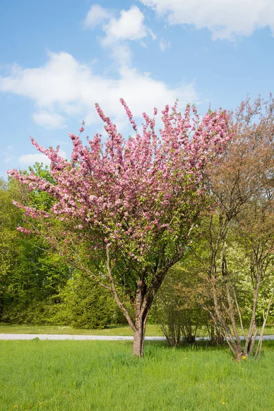 开花结果的小柚子树 开着粉红色的花 在春园里 蓝天乌云 — 图库照片