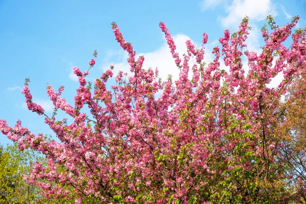 Coloridas Ramas Rosadas Florecientes Árbol Cangrejo Primavera Cielo Azul Arriba —  Fotos de Stock