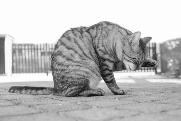 Gato Tabby Senta Entrada Garagem Limpa Sua Pele Foto Preto — Fotografia de Stock