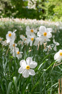 group of narcissus poeticus in the spring park clipart