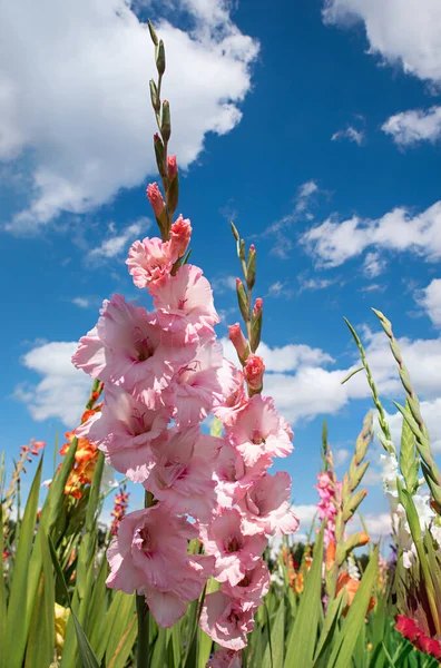 Светло Розовый Цветок Гладиолуса Поле Саморезки Голубое Небо Облаками Вертикальный — стоковое фото